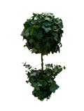 8" Topiary Ball on Stem Ivy